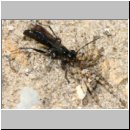 Pompilus cinereus - Wegwespe w50g mit Arctosa perita - Wolfspinne - Teverener Heide.jpg